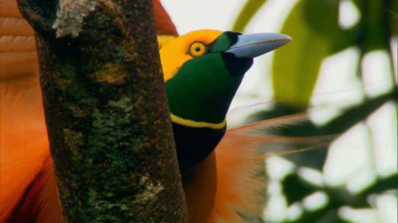 ¼Ƭ¼ New Guinea1080P-Ļ/Ļ