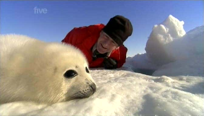 纪录片《北极熊周 Polar Bear Week》[无字] [BT][DVD画质]资源下载