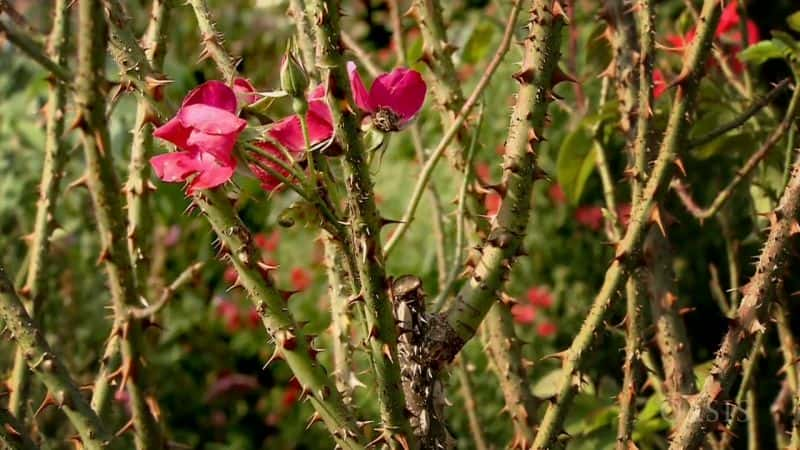 纪录片《玫瑰 - 花中皇后 Rose - Queen of Flowers》[无字][BT][720P]资源下载