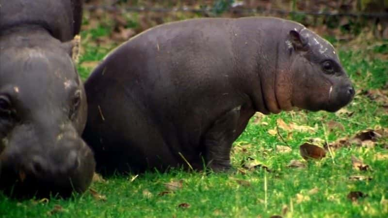 ¼Ƭ٪ǳܵ (BBC) The Pygmy Hippo: A Very Secret Life (BBC)1080P-Ļ/Ļ