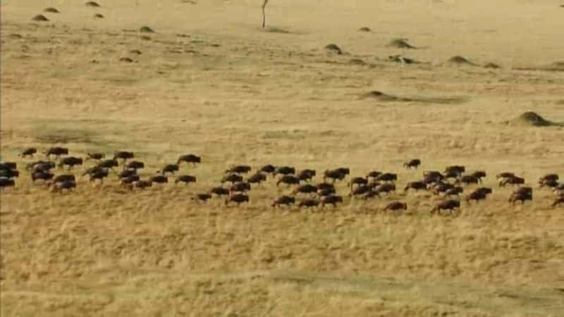 纪录片《地球脉动 II 第 5 部分：草原 Planet Earth II Part 5: Grasslands》[无字] [BT][DVD画质]资源下载