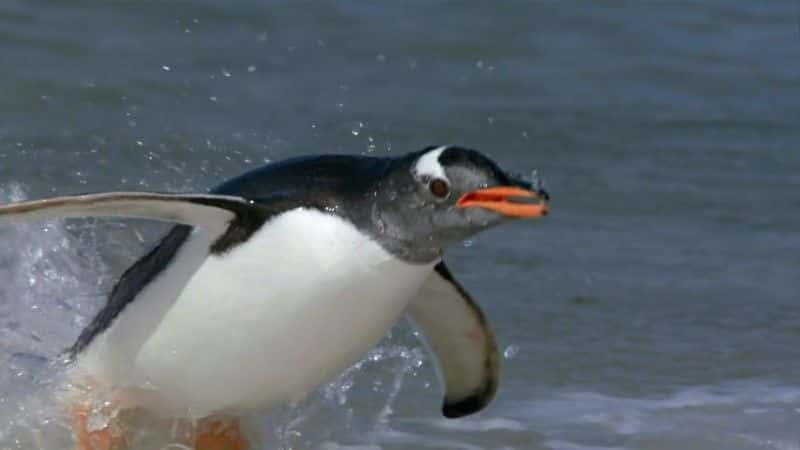 ¼Ƭʾ (BBC) Penguin Post Office (BBC)1080Pȫ1-Ļ/Ļ