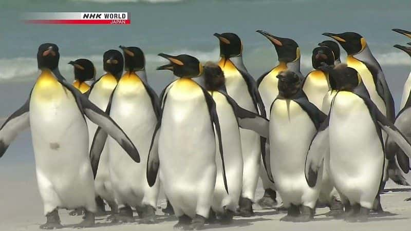 ¼Ƭ쵺Ⱥ Penguin Island: The Falklandsȫ1-Ļ/Ļ