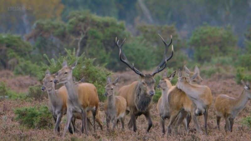 纪录片《新森林：野外森林的一年 New Forest: A Year in the Wild Wood》[无字] [BT][DVD画质]资源下载