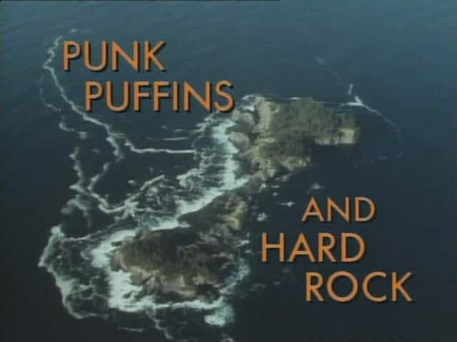 ¼Ƭ˺кӲҡ Punk Puffins and Hard RockĻ/Ļ