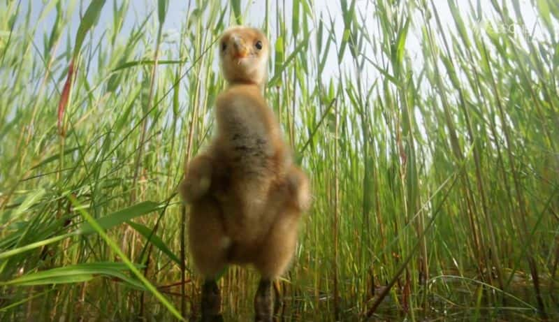 纪录片《丹顶鹤 The Red-Crowned Crane》[无字][BT][720P]资源下载