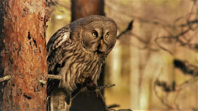 ¼Ƭèͷӥҹ Owls: Masters of the Night1080P-Ļ/Ļ