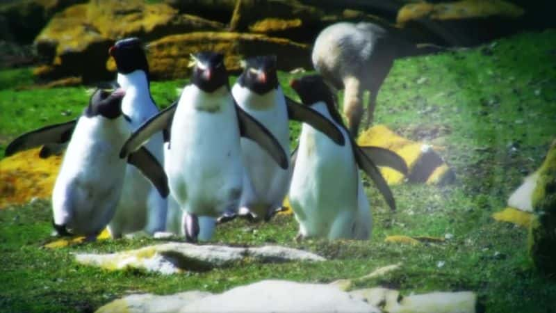 ¼Ƭ - һļ Penguins - Spy in the Huddleȫ3-Ļ/Ļ