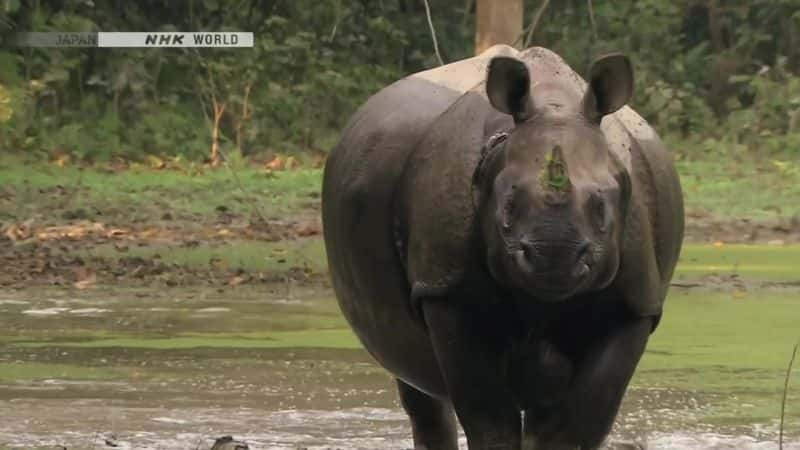 纪录片《巨人归来：印度犀牛 Return of the Giants: The Indian Rhinoceros》[无字][BT][1080P]资源下载