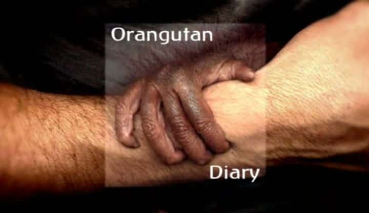 ¼Ƭռǣ 1  Orangutan Diary: Season 1ȫ5-Ļ/Ļ