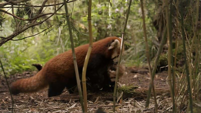 ¼ƬСèɰĶ Red Panda: World's Cutest Animal1080P-Ļ/Ļ