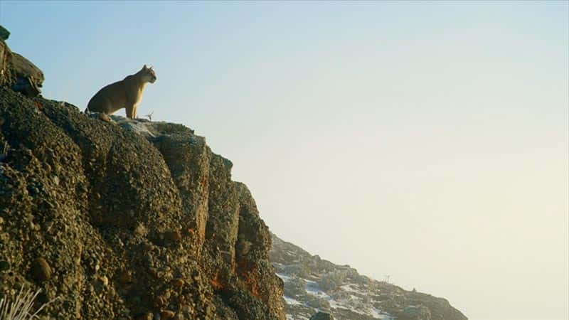 ¼Ƭʨɽ Pumas: Legends of the Ice Mountains1080Pȫ1-Ļ/Ļ