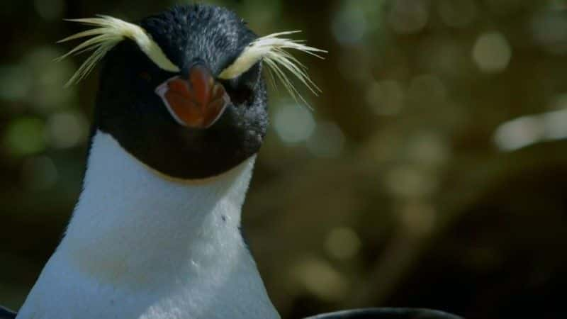 ¼Ƭϵ񻰵 (BBC) New Zealand: Earth's Mythical Islands (BBC)1080Pȫ3-Ļ/Ļ