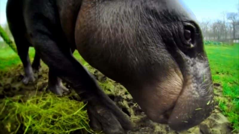 ¼Ƭ٪ǳܵ (BBC) The Pygmy Hippo: A Very Secret Life (BBC)1080P-Ļ/Ļ