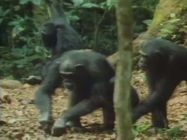 ¼Ƭ̩ɽɭĳԼĺ The Nut-cracking chimpanzees of Tai ForestĻ/Ļ