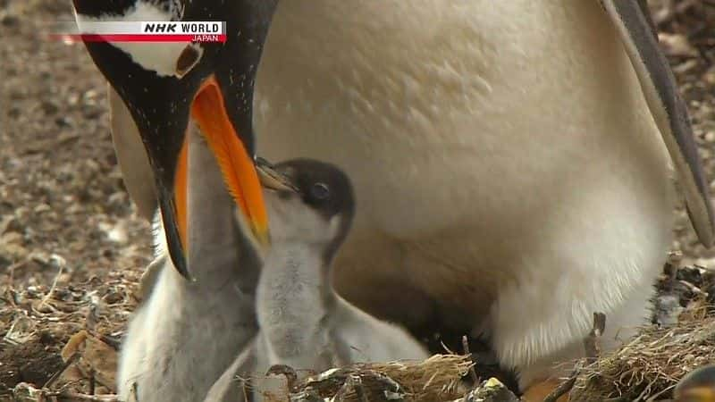 ¼Ƭ쵺Ⱥ Penguin Island: The Falklandsȫ1-Ļ/Ļ