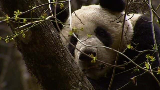 ¼ƬèҰ Panda's in the Wild720Pȫ1-Ļ/Ļ