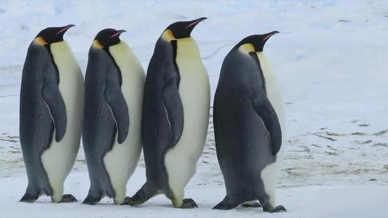 ¼Ƭ - һļ Penguins - Spy in the Huddleȫ3-Ļ/Ļ