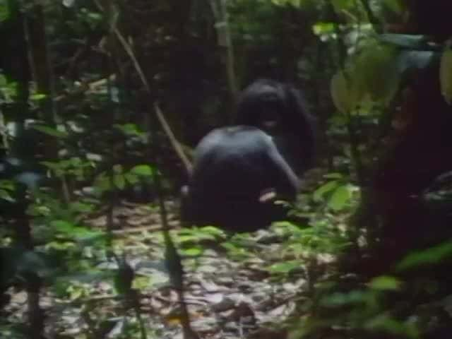 ¼Ƭ̩ɽɭĳԼĺ The Nut-cracking chimpanzees of Tai ForestĻ/Ļ