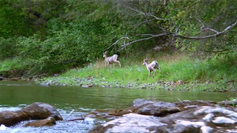 ¼Ƭأ߾ Pioneering: The American Frontier1080P-Ļ/Ļ