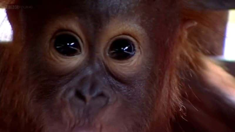 纪录片《猩猩日记系列 1 (BBC) Orangutan Diary Series 1 (BBC)》[无字][BT][1080P]资源下载