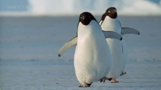 ¼Ƭϼ죨BBC Penguins of the Antarctic (BBC)ȫ1-Ļ/Ļ