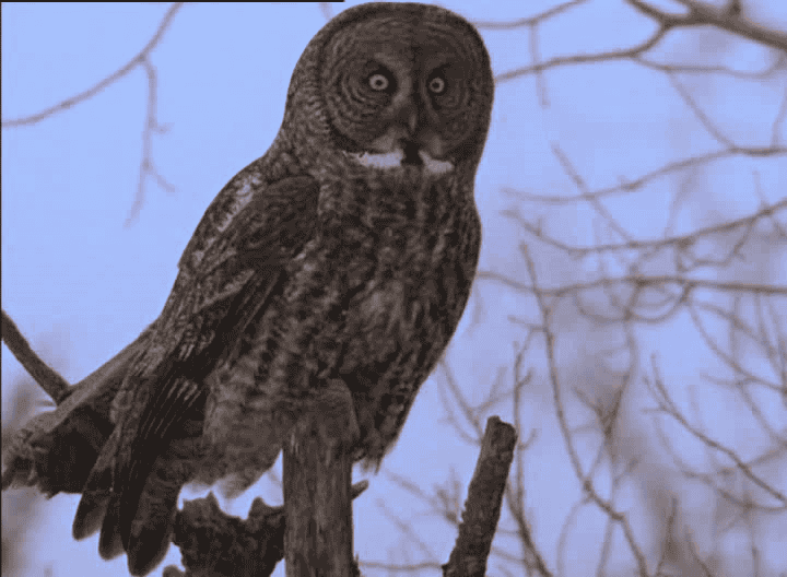 ¼Ƭèͷӥ Owls1280Pȫ1-Ļ/Ļ