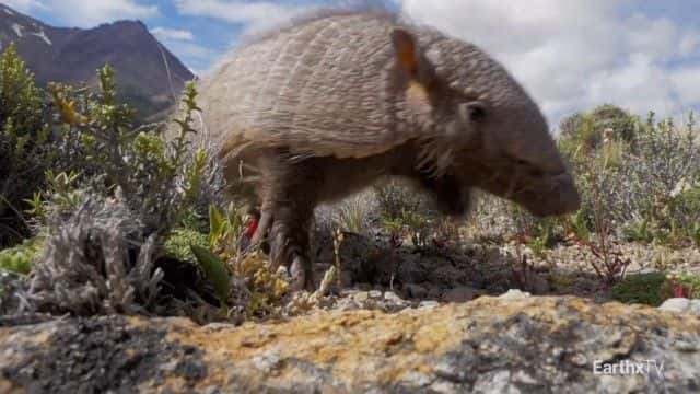 纪录片《巴塔哥尼亚公园：野外之旅 Patagonia Park: A Journey into the Wild》[无字][BT][720P]资源下载