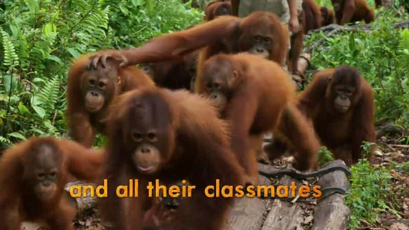 纪录片《猩猩丛林学校：系列 2 Orangutan Jungle School: Series 2》[无字][BT][1080P]资源下载