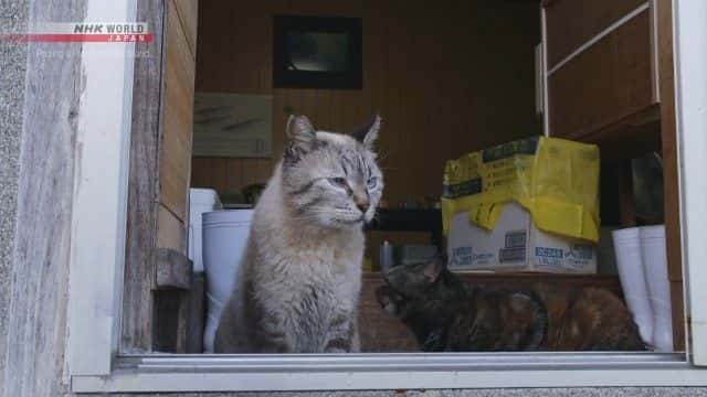 ¼ƬèҺ Raising a Family on Cat Island1080Pȫ1-Ļ/Ļ