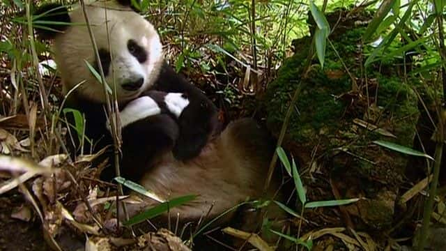 ¼ƬèҰ Panda's in the Wild720Pȫ1-Ļ/Ļ