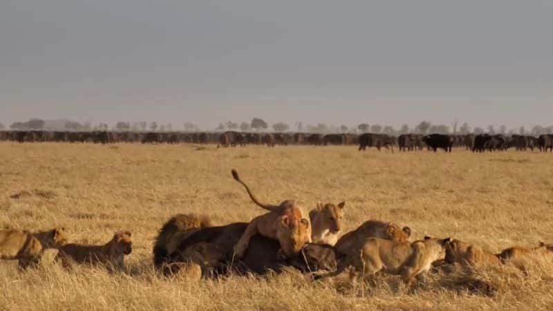 ¼Ƭɱֹʨ Return of the Giant Killers: Africa's Lion KingsĻ/Ļ