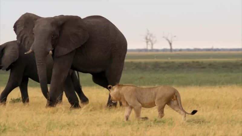 ¼Ƭɱֹʨ Return of the Giant Killers: Africa's Lion KingsĻ/Ļ