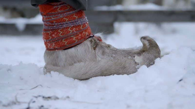 ¼ƬҺѱ¹ Reindeer Family and Me1080P-Ļ/Ļ