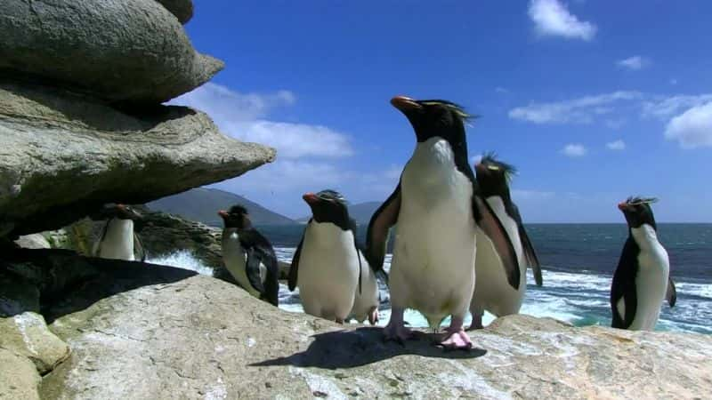 ¼Ƭ - һļ Penguins - Spy in the Huddleȫ3-Ļ/Ļ