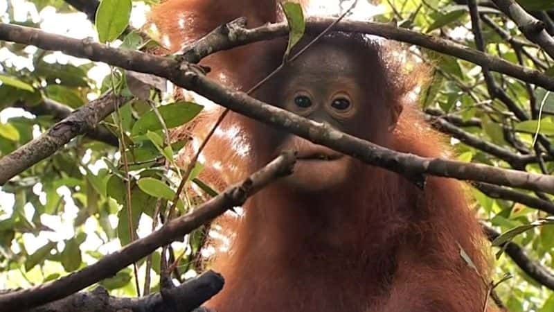 纪录片《猩猩日记系列 1 (BBC) Orangutan Diary Series 1 (BBC)》[无字][BT][1080P]资源下载