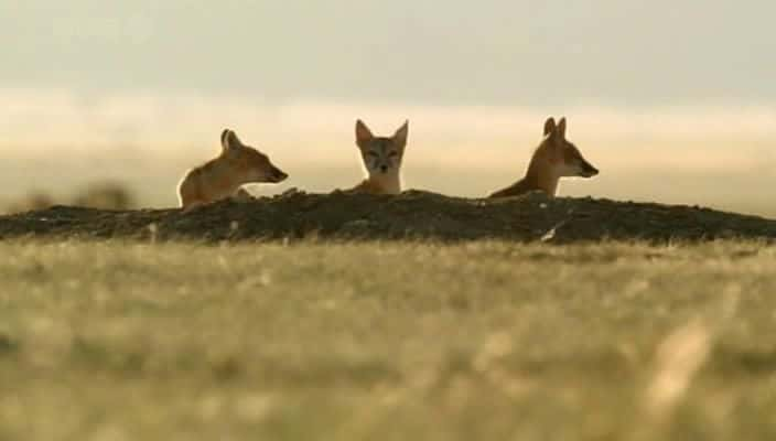 ¼Ƭԭ󣺳Ļ Prairie Dogs: Talk of the Town720P-Ļ/Ļ