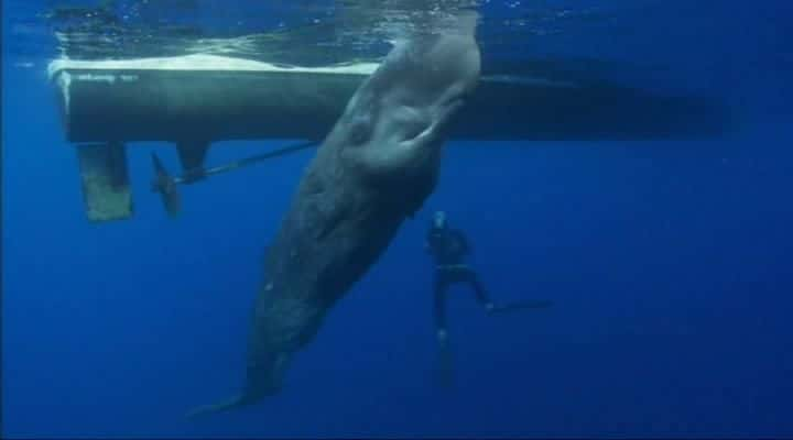 纪录片《海洋巨人 Ocean Giants》[无字][BT][720P]资源下载