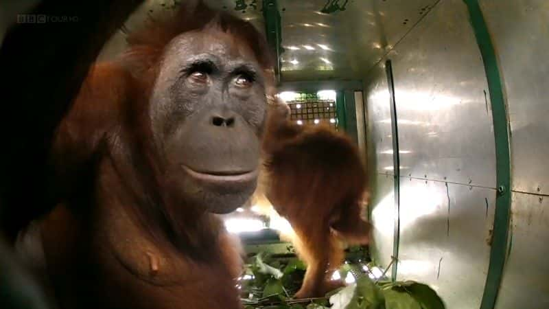 ¼ƬɣԳ (BBC) Orangutans: The Great Ape Escape (BBC)1080Pȫ1-Ļ/Ļ