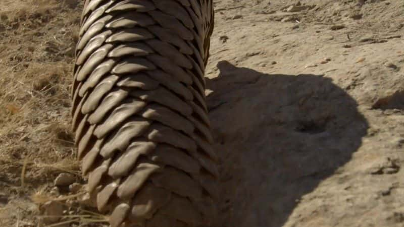 纪录片《穿山甲：世界上最想要的动物（BBC） Pangolins: The World's Most Wanted Animal (BBC)》[无字][BT][720P]资源下载