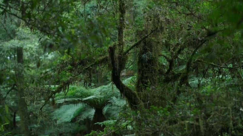 ¼Ƭʷǰɭ Prehistoric Planet FORESTS1080P-Ļ/Ļ