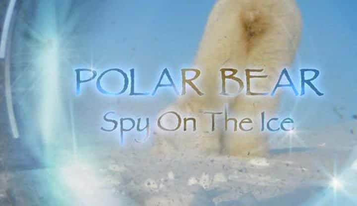 ¼Ƭܣϼ Polar Bear: Spy on the Iceȫ1-Ļ/Ļ