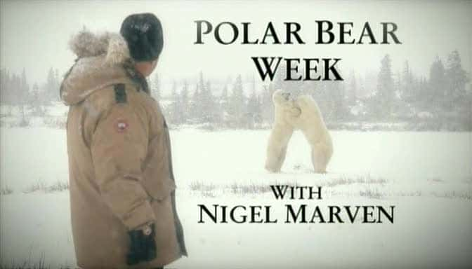 纪录片《北极熊周 Polar Bear Week》[无字] [BT][DVD画质]资源下载