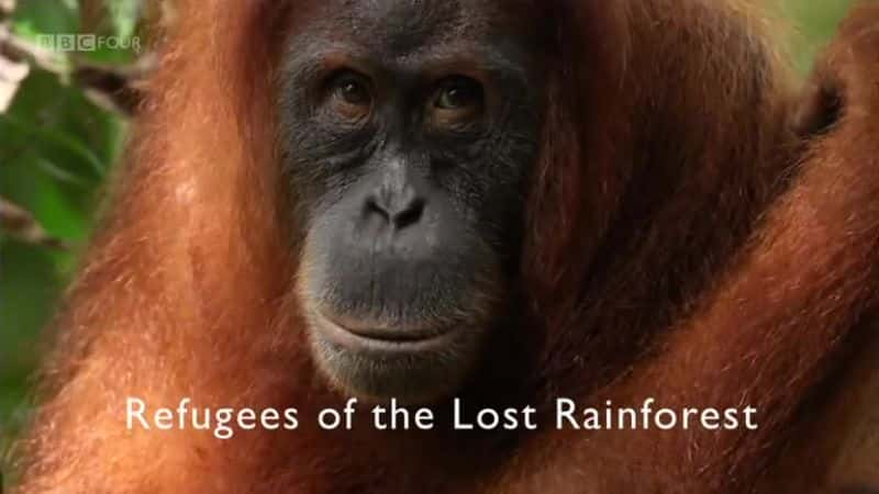 纪录片《失落雨林的难民 Refugees of the Lost Rainforest》[无字][BT][720P]资源下载