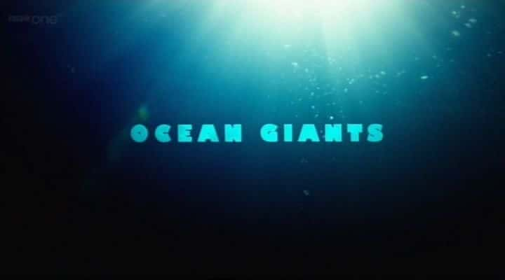 纪录片《海洋巨人 Ocean Giants》[无字][BT][720P]资源下载