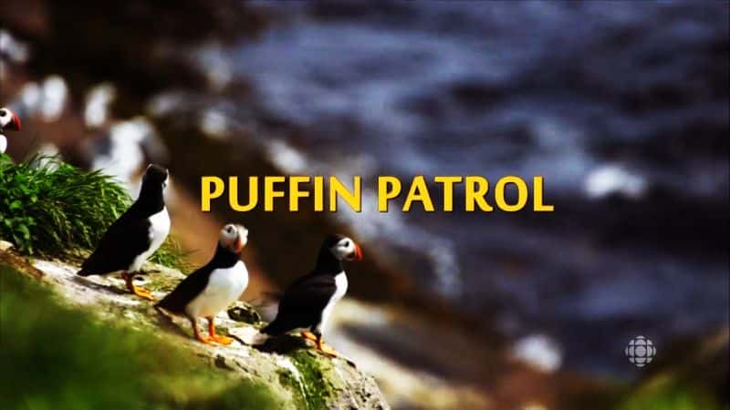 ¼ƬȸѲ߶ Puffin PatrolĻ/Ļ