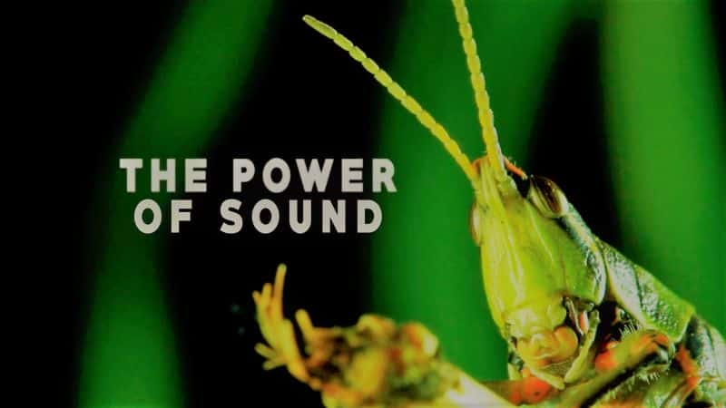 纪录片《声音的力量 The Power of Sound》[无字][BT][1080P][4K]双画质资源下载