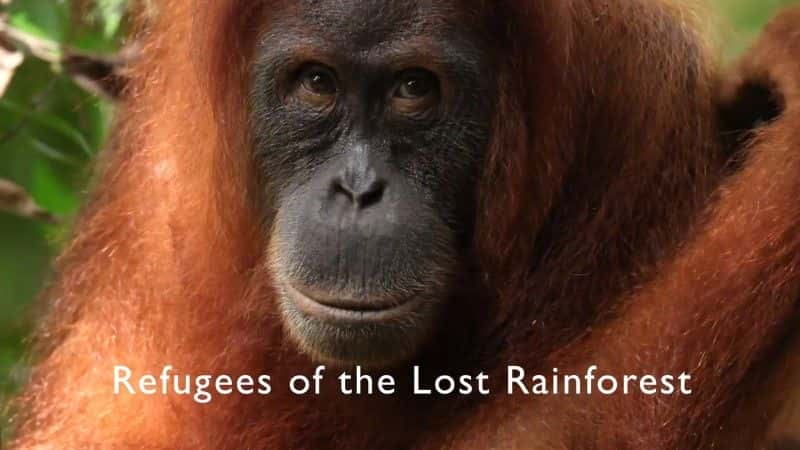 纪录片《失落雨林的难民 (BBC) Refugees of the Lost Rainforest (BBC)》[无字] [BT][DVD画质]资源下载