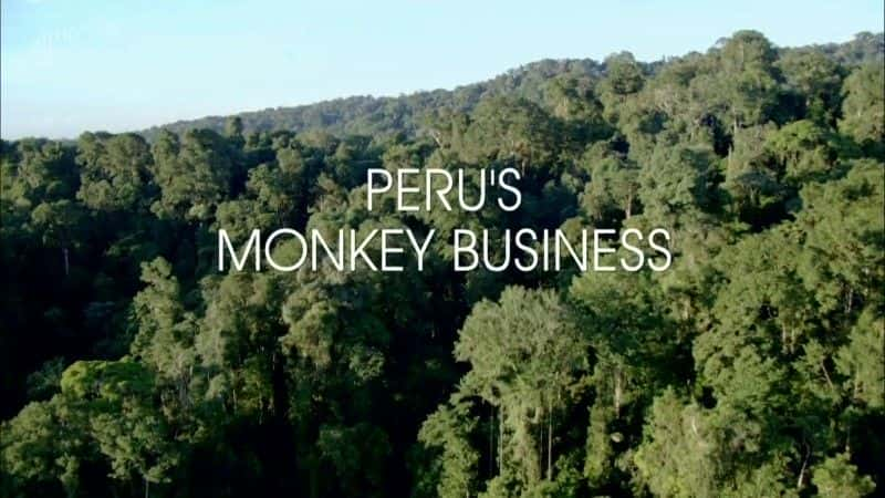 ¼Ƭ³ĺҵ Peru's Monkey Businessȫ1-Ļ/Ļ