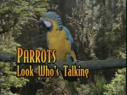 纪录片《鹦鹉 - 看看谁在说话 Parrots - Look Who's Talking》[无字] [BT][DVD画质]资源下载